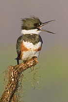 Belted Kingfisher (Megaceryle alcyon) calling, Texas