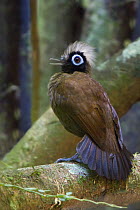 Hairy-crested Antbird (Rhegmatorhina melanosticta), Manu National Park, Peru