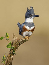 Belted Kingfisher (Megaceryle alcyon) in defensive posture, Maryland