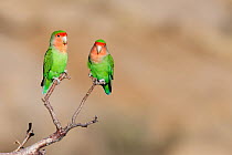 Peach-faced Lovebird (Agapornis roseicollis) pair, Namibia