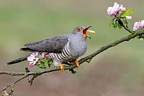 Common Cuckoo (Cuculus canorus) male swallowing larva, Baden-Wurttemberg, Germany