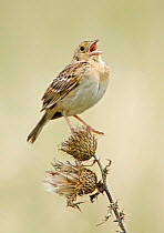 Grasshopper Sparrow (Ammodramus savannarum) calling, Saskatchewan, Canada