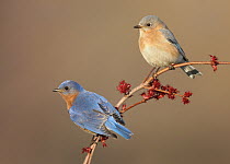Eastern Bluebird (Sialia sialis) males, Ohio