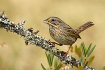 Lincoln's Sparrow (Melospiza lincolnii) calling, Ohio