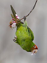 Red-masked Parakeet (Aratinga erythrogenys) feeding on flowers, California