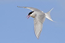 Arctic Tern (Sterna paradisaea) flying, Manitoba, Canada