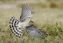 Cooper's Hawk (Accipiter cooperii) hunting, Texas