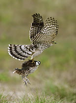Cooper's Hawk (Accipiter cooperii) flying with Northern Bobwhite (Colinus virginianus) prey, Texas