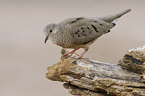 Common Ground Dove (Columbina passerina), Texas