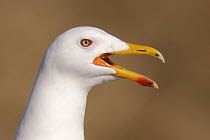 Herring Gull (Larus argentatus) calling, Utrecht, Netherlands