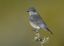 Western Bluebird (Sialia mexicana) female, New Mexico