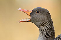 Greylag Goose (Anser anser) calling, Bavaria, Germany