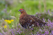 Red Grouse (Lagopus scoticus) male, Yorkshire, United Kingdom
