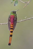 Red-tailed Comet (Sappho sparganura) hummingbird, Bolivia