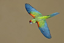 Red-fronted Macaw (Ara rubrogenys) flying, Bolivia