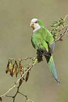 Monk Parakeet (Myiopsitta monachus), Bolivia