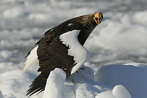 Steller's Sea Eagle (Haliaeetus pelagicus) in defensive posture on ice, Hokkaido, Japan