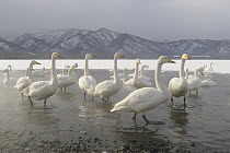 Whooper Swan (Cygnus cygnus) flock in lake in winter, Hokkaido, Japan