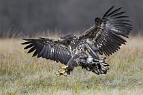 White-tailed Eagle (Haliaeetus albicilla) juvenile landing, Poland