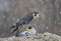 Peregrine Falcon (Falco peregrinus) female feeding on Rock Dove (Columba livia) prey during snowfall, Saxony, Germany