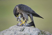 Peregrine Falcon (Falco peregrinus) female feeding on Rock Dove (Columba livia) prey, Saxony, Germany