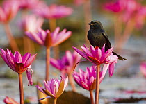 Black Drongo (Dicrurus macrocercus) on waterlily flower, Bueng Boraphet, Thailand