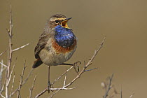 White-spotted Bluethroat (Luscinia svecica cyanecula) male calling, Texel, Netherlands
