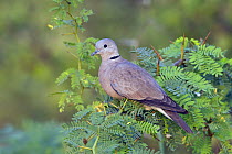 Red Collared-Dove (Streptopelia tranquebarica) female, Phetchaburi, Thailand