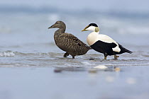 Common Eider (Somateria mollissima) mail and female, Schleswig-Holstein, Germany