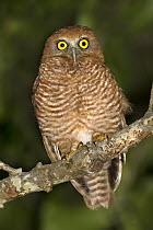 Christmas Boobook (Ninox natalis) owl, Christmas Island, Australia