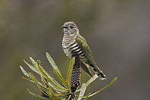 Shining Bronze-Cuckoo (Chrysococcyx lucidus), Western Australia, Australia