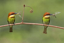 Chestnut-headed Bee-eater (Merops leschenaulti) pair with dragonfly prey, Darjeeling, India