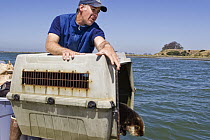 Sea Otter (Enhydra lutris) male being released by Karl Mayer as part of the Sea Otter Program, Elkhorn Slough, Monterey Bay, California