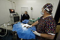 Sea Otter (Enhydra lutris) veterinarians Mike Murray and Marissa Viens performing surgery on rescued otter, Monterey Bay Aquarium, Monterey Bay, California