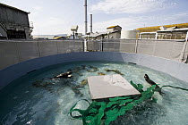 Sea Otter (Enhydra lutris) trio that was rescued swimming in seclusion tank, Monterey Bay Aquarium, Monterey Bay, California