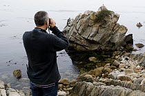 Sea Otter (Enhydra lutris) researcher Karl Mayer looking at stranded otter to see if it needs rescuing, Monterey, Monterey Bay, California