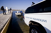 Sea Otter (Enhydra lutris) researcher Karl Mayer and volunteers from the Monterey Bay Aquarium pushing boat into water to subsequently release rescued otter, Elkhorn Slough, Monterey Bay, California