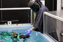 Sea Otter (Enhydra lutris) researcher Karl Mayer bathing rescued pup while wearing disguise to dissociate the care it receives from humans, Monterey Bay Aquarium, Monterey Bay, California