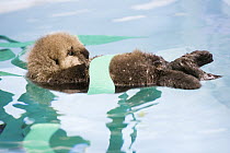 Sea Otter (Enhydra lutris) rescued pup wrapped in fake kelp while floating in holding tank, Monterey Bay Aquarium, Monterey Bay, California