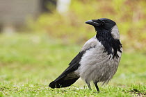 Hooded Crow (Corvus cornix), Berlin, Germany