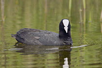 Coot (Fulica atra) on water, Bay of Somme, Picardy, France