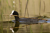 Coot (Fulica atra) carrying nesting material, Bay of Somme, Picardy, France