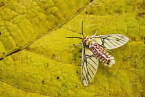 Tiger Moth (Balacra rubrostriata) showing aposematic coloration, Kibale National Park, western Uganda