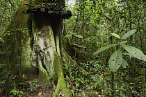 Buttress root in tropical rainforest, Kibale National Park, western Uganda