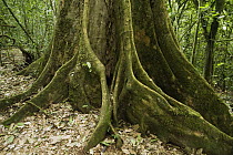 Buttress root in tropical rainforest, Kibale National Park, western Uganda