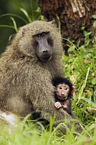 Olive Baboon (Papio anubis) mother and young, Kibale National Park, western Uganda