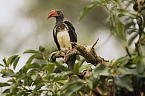 Crowned Hornbill (Tockus alboterminatus) male, Kibale National Park, western Uganda