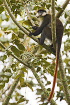 Red-tail Monkey (Cercopithecus ascanius) in tree, Kibale National Park, western Uganda