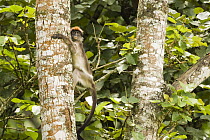 Eastern Red Colobus (Procolobus rufomitratus) juvenile climbing rainforest tree, Kibale National Park, western Uganda