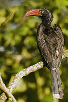 Crowned Hornbill (Tockus alboterminatus) male, Kibale National Park, western Uganda